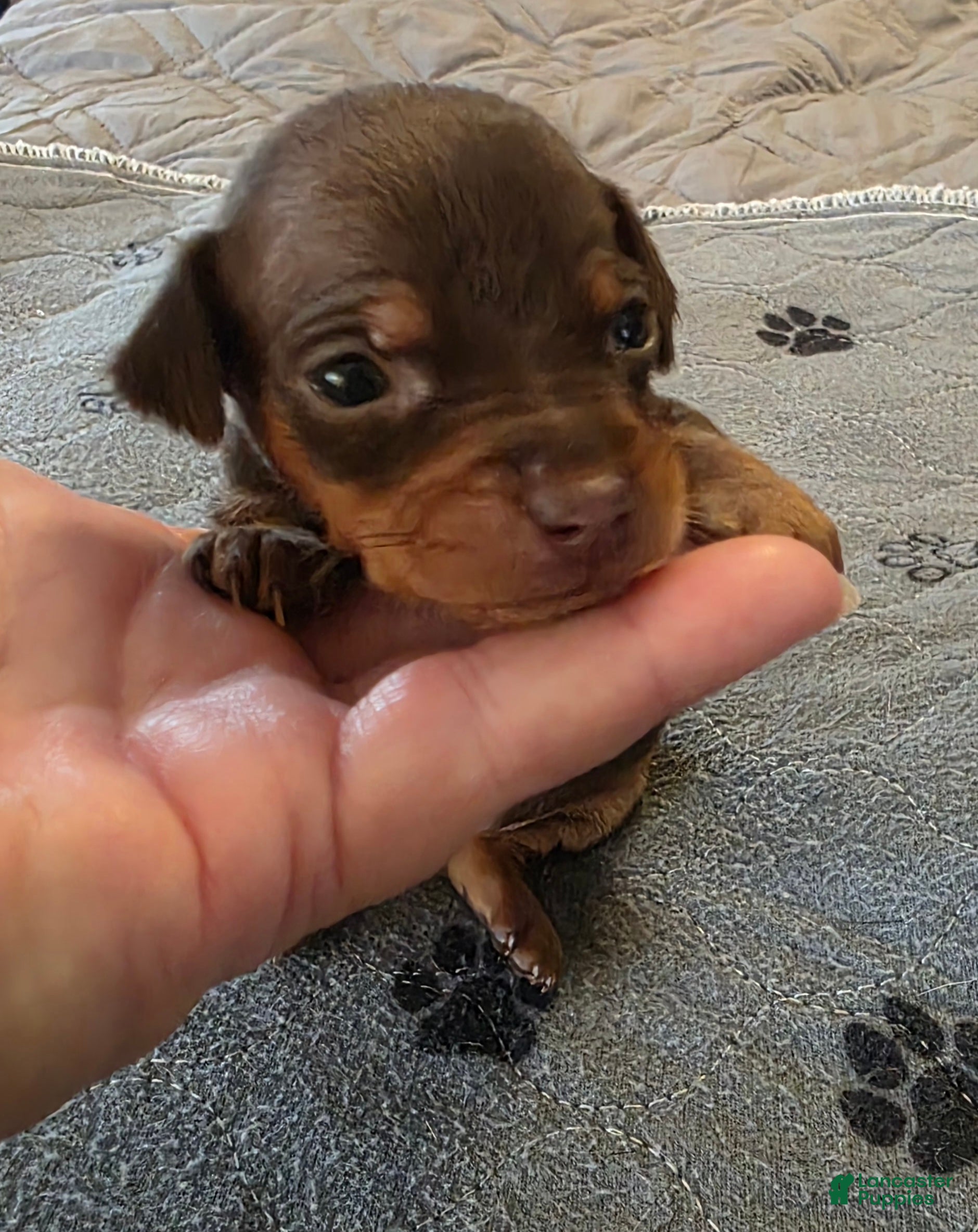 Miniature Pinscher dogs J-yellow - Ad 1
