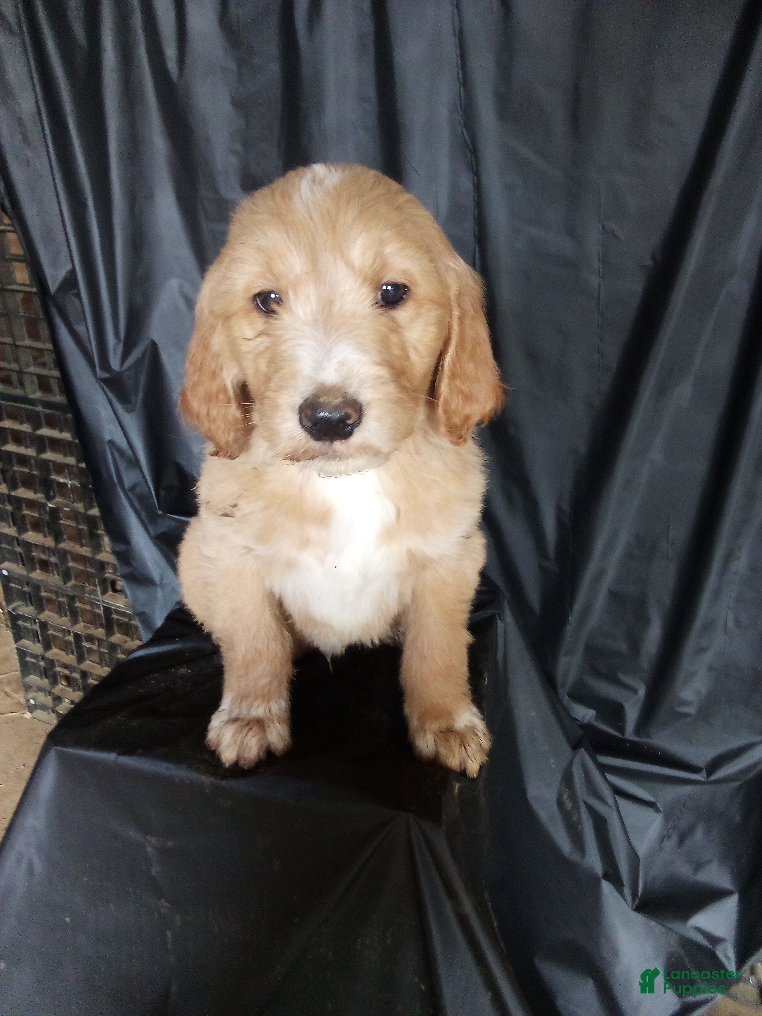 Mixed Breed dogs Alex  - Ad 18