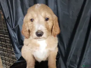 Mixed Breed dogs Alex - Ad 26