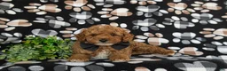 Toy Poodle dogs for sale: River - Ad 5