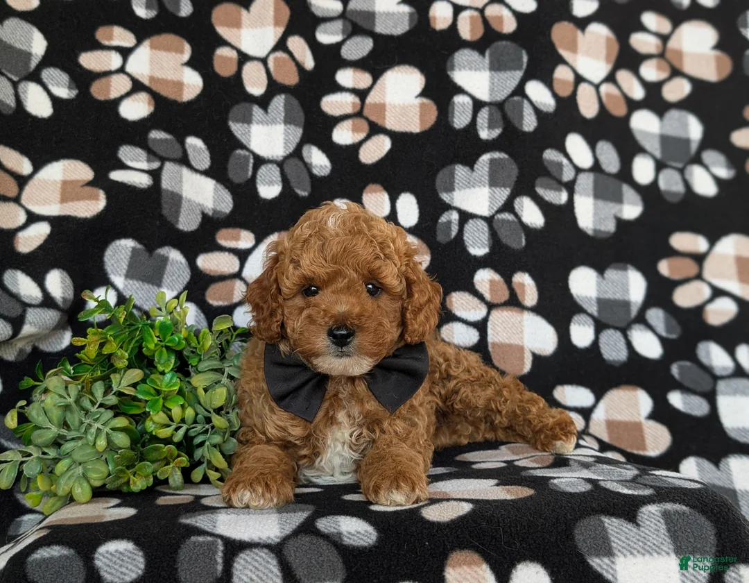 Toy Poodle dogs for sale: River - Ad 5