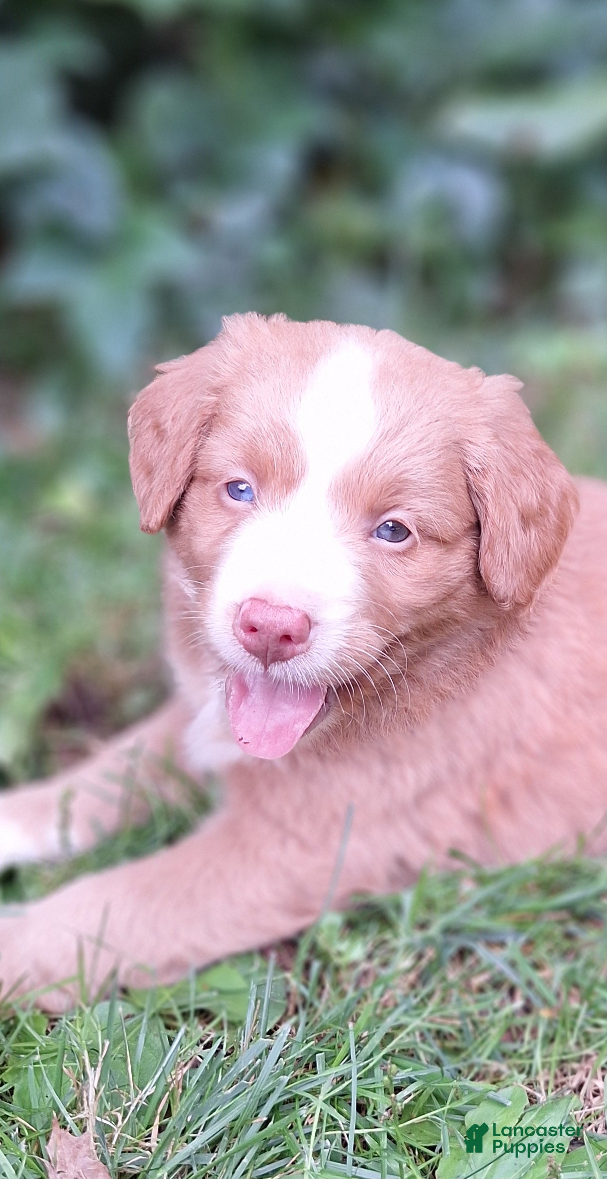 Mini Bernedoodle dogs Harbor - Ad 1