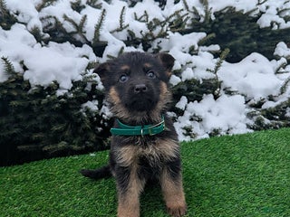 German Shepherd dogs Charlotte - Ad 10