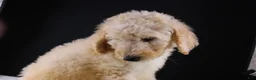 Standard Poodle dogs for sale: Dolly P - Ad 3