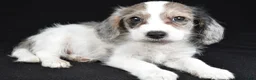 Mixed Breed dogs for sale: Tina - Ad 4