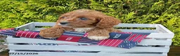 Cavapoo dogs for sale: Echo - Ad 4