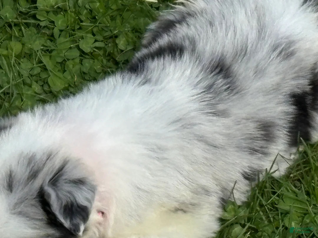 Border Collie dogs for sale: Poppy - Ad 2