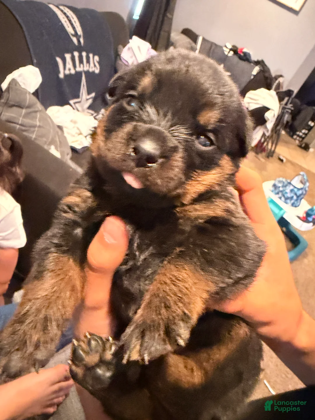 Rottweiler dogs for sale: Rottweiler Puppy 3 - Ad 2