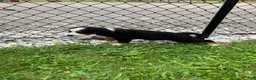 Bernese Mountain Dog dogs for sale: Akc Ranger - Ad 3