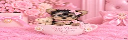 Yorkshire Terrier dogs for sale: Yorkie Hand Delivery  - Ad 1
