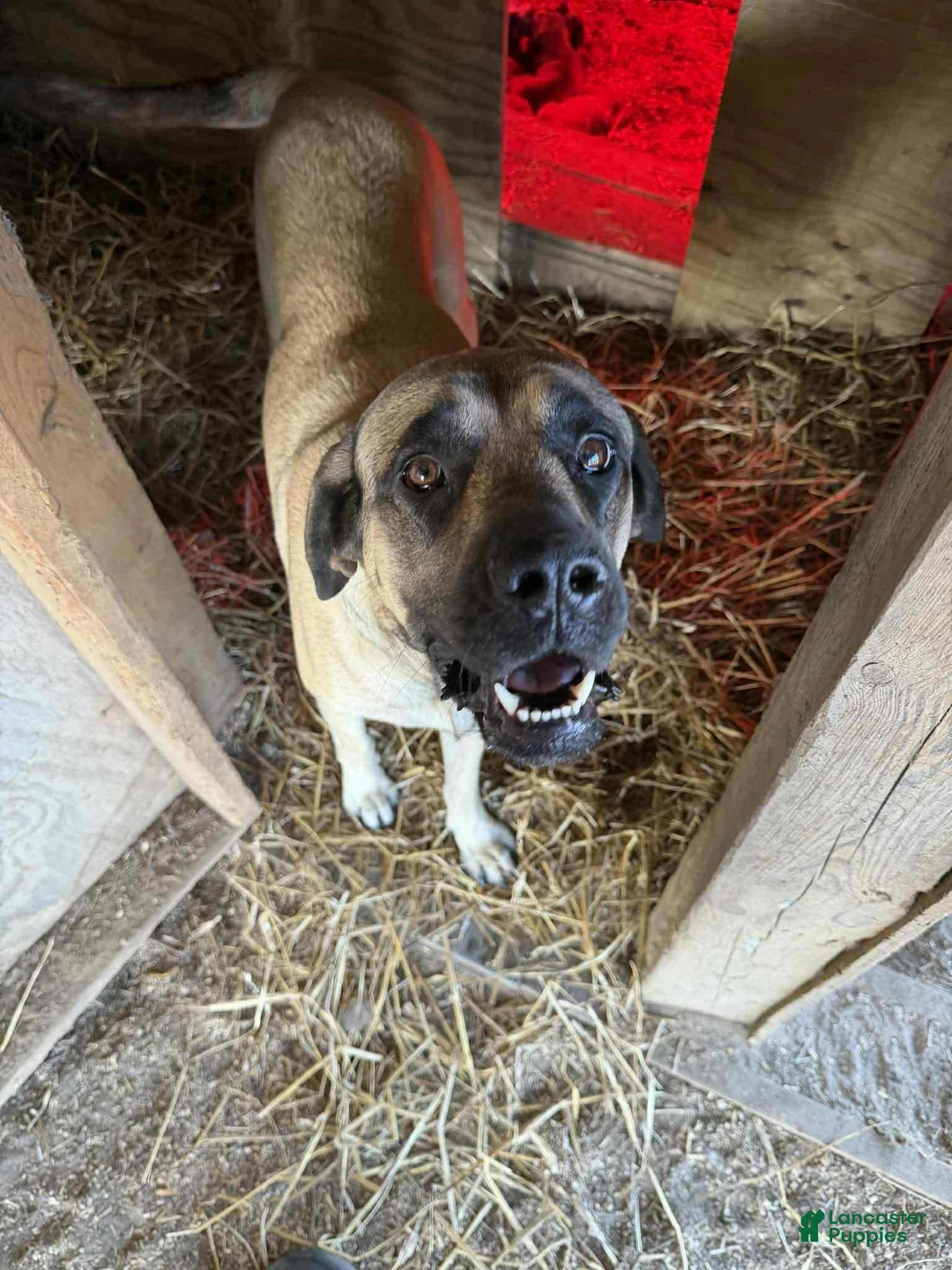English Mastiff dogs for sale: English Mastiff Puppy 1 - Ad 7