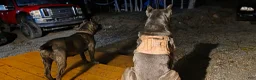Cane Corso dogs for sale: Male  - Ad 2