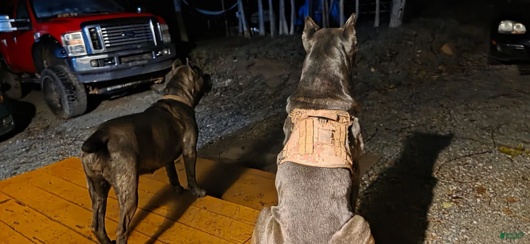 Cane Corso dogs for sale: Male  - Ad 2