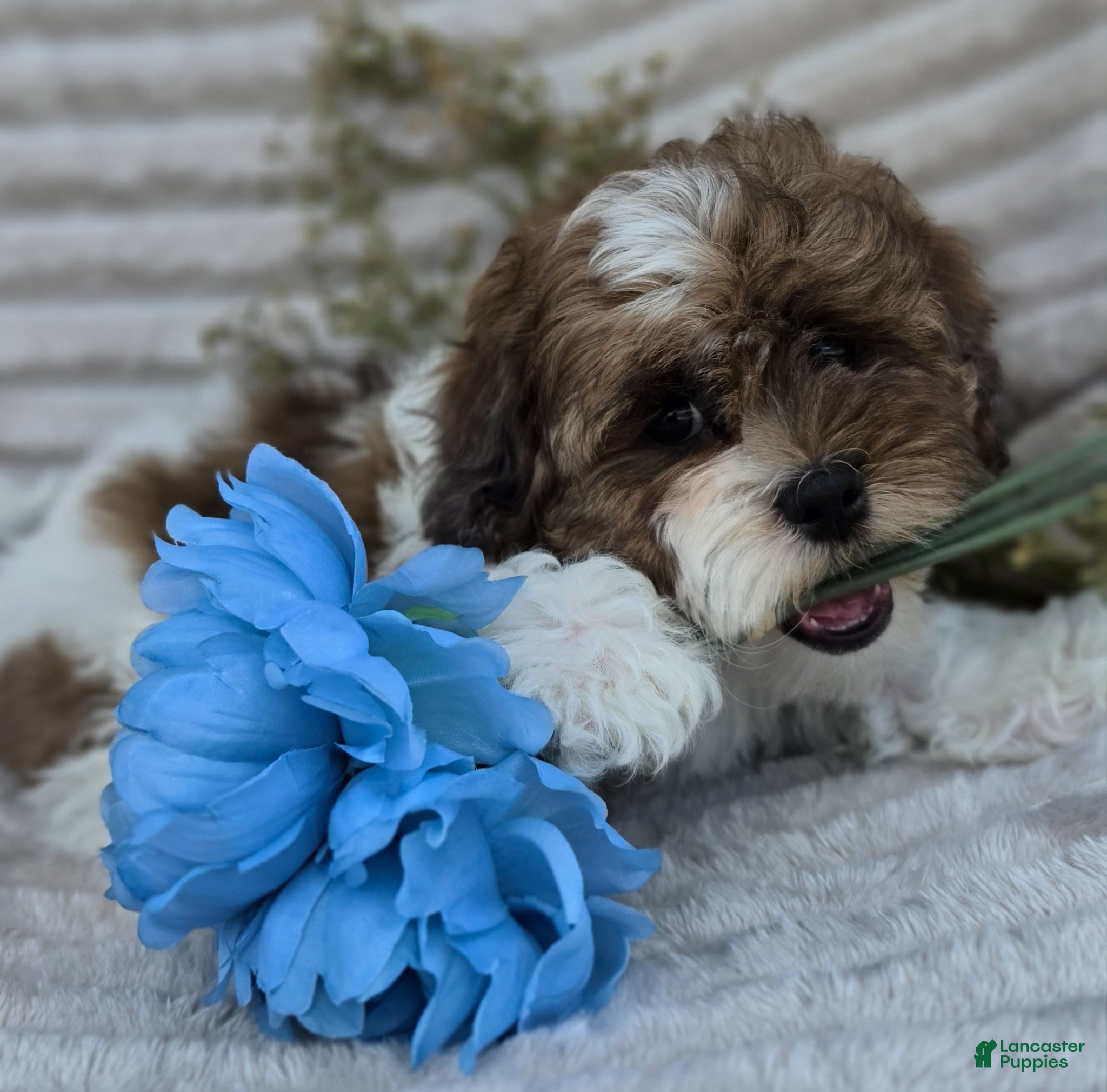 Shihpoo dogs Chief - Ad 1