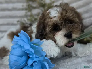 Shihpoo dogs for sale: Chief - Ad 3