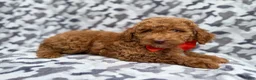 Cockapoo dogs for sale: Rover - Ad 6