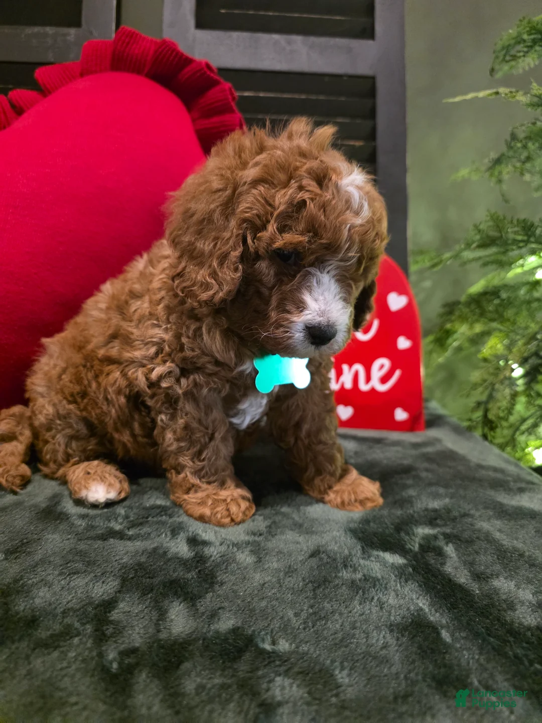 Mini Bernedoodle dogs for sale: Colton  - Ad 3