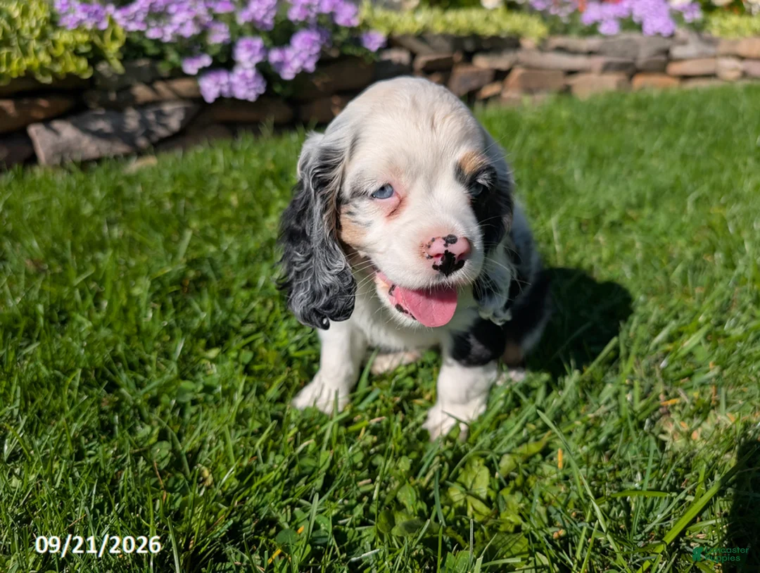 Cocker Spaniel dogs for sale: Anna - Ad 1