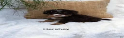 Mini Bernedoodle dogs for sale: Hershey  - Ad 6