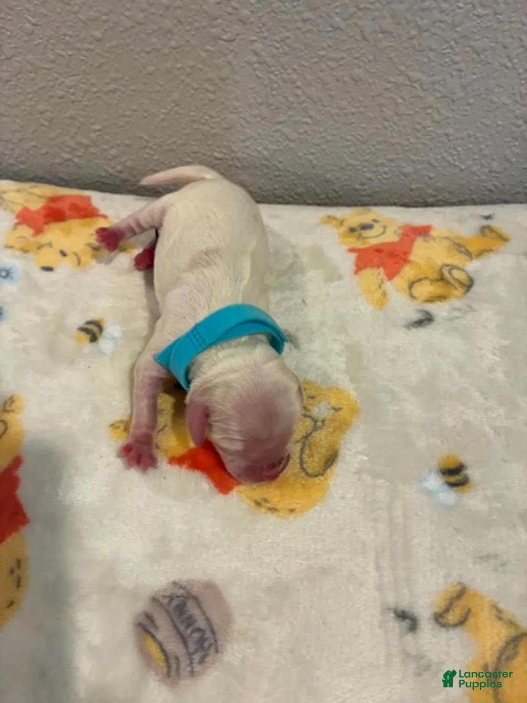 Cockapoo dogs for sale: Boy 3 - Ad 5