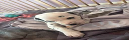 Dalmatian dogs for sale: Dalmatian 1 - Ad 6