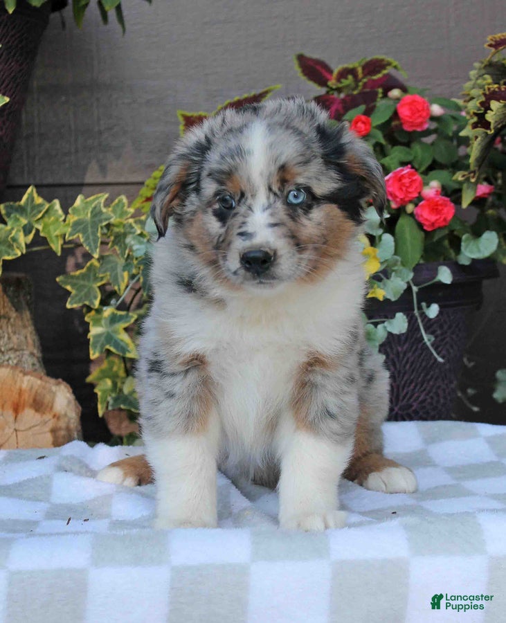 Australian Shepherd dogs Sammy - Ad 1