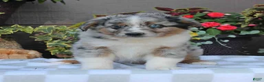 Sammy