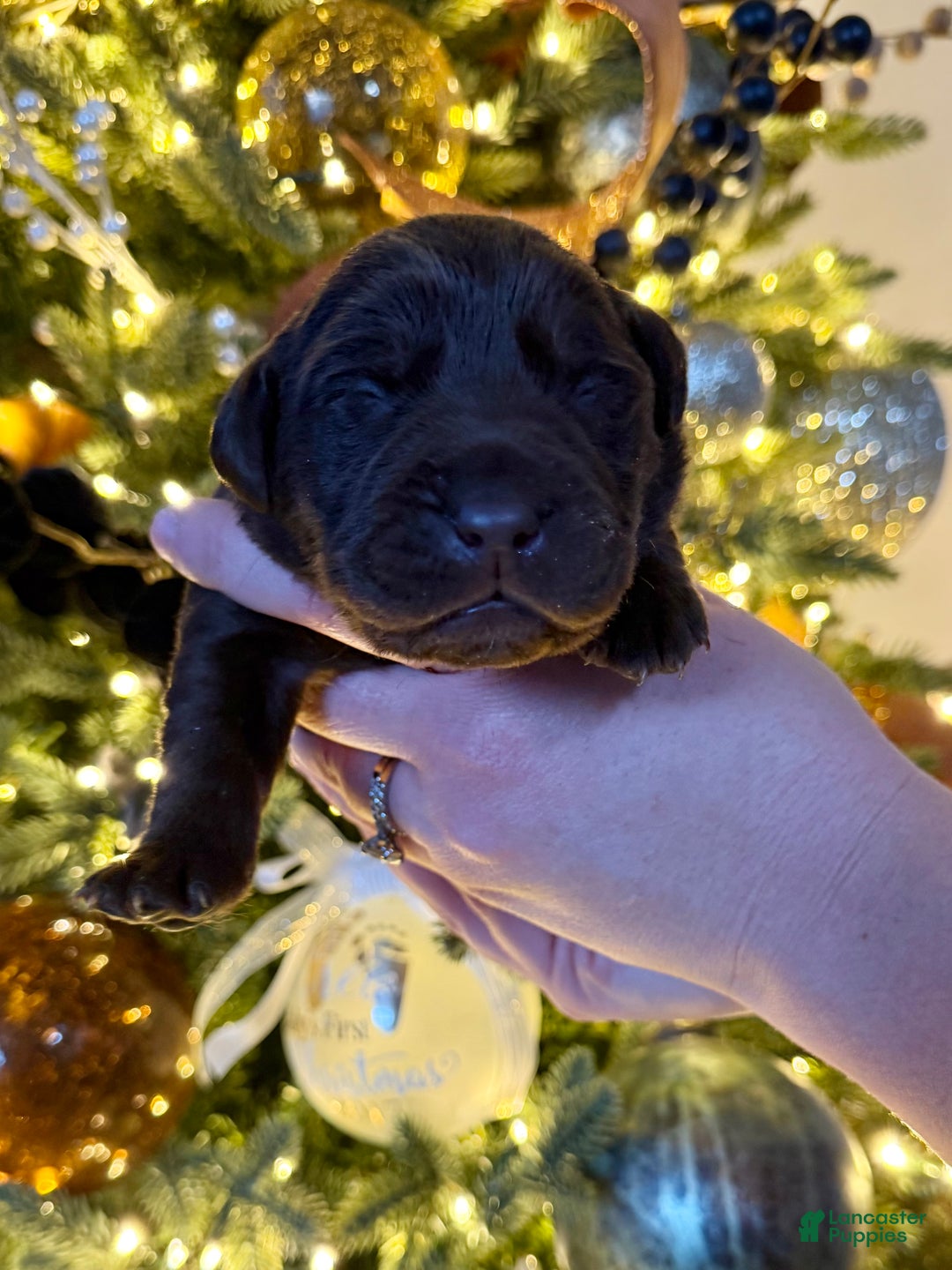 Labrador Retriever dogs for sale: Labrador Retriever Puppy 2 - Ad 1