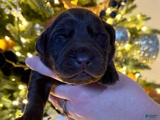 Labrador Retriever dogs Labrador Retriever Puppy 2 - Ad 15
