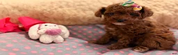 Toy Poodle dogs for sale: Toy Poodle Puppy 1 - Ad 1
