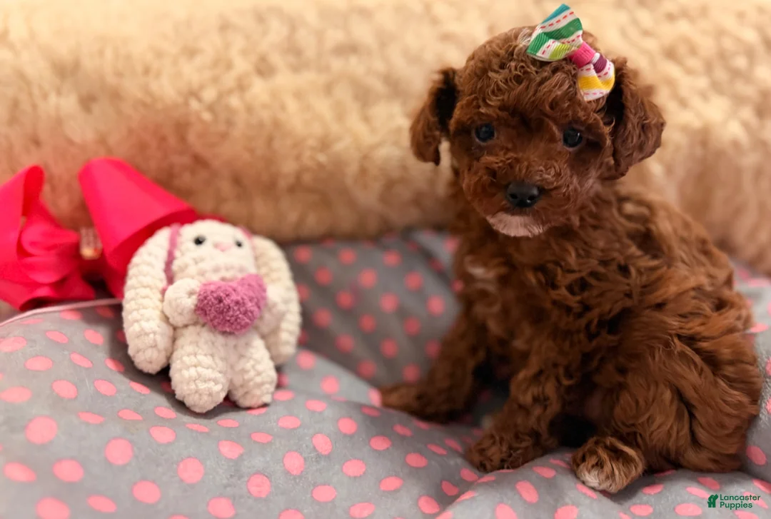 Toy Poodle dogs for sale: Toy Poodle Puppy 1 - Ad 1