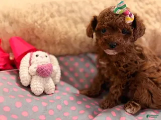 Toy Poodle dogs for sale: Toy Poodle Puppy 1 - Ad 1