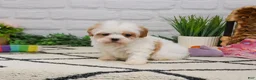 Cavapoo dogs for sale: Patty  - Ad 3