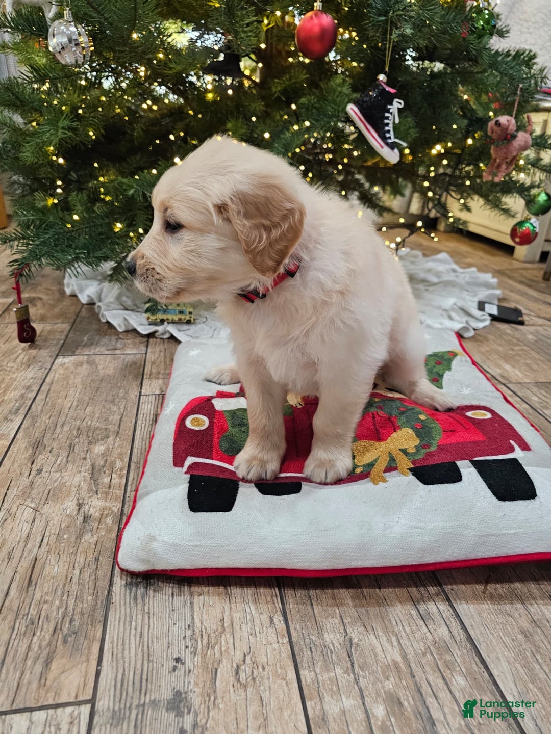 Golden Retriever dogs for sale: Golden Retriever Puppy 5 - Ad 9