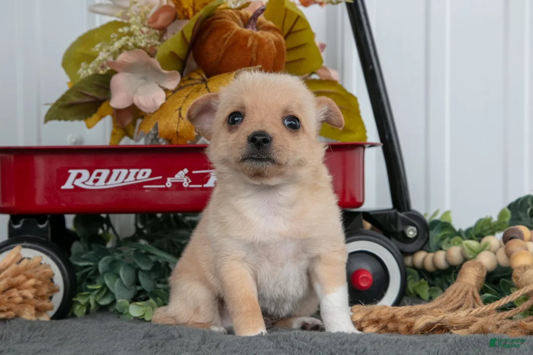 Chihuahua dogs for sale: Fritz - Ad 3
