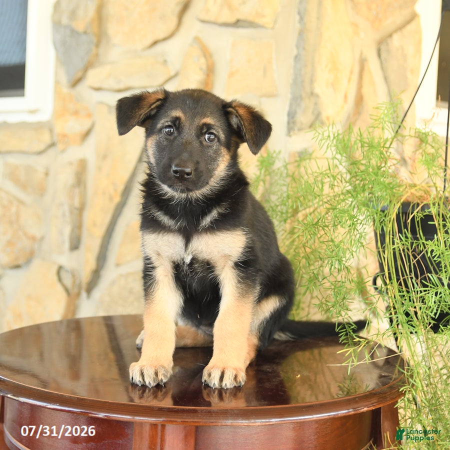 German Shepherd dogs Lisa - Ad 1