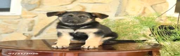 German Shepherd dogs for sale: Lisa - Ad 1