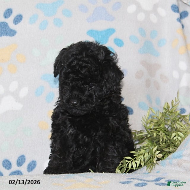 Toy Poodle dogs Teaser - Ad 2