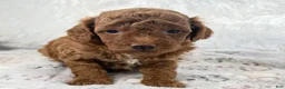 Toy Poodle dogs for sale: Zoe - Ad 3