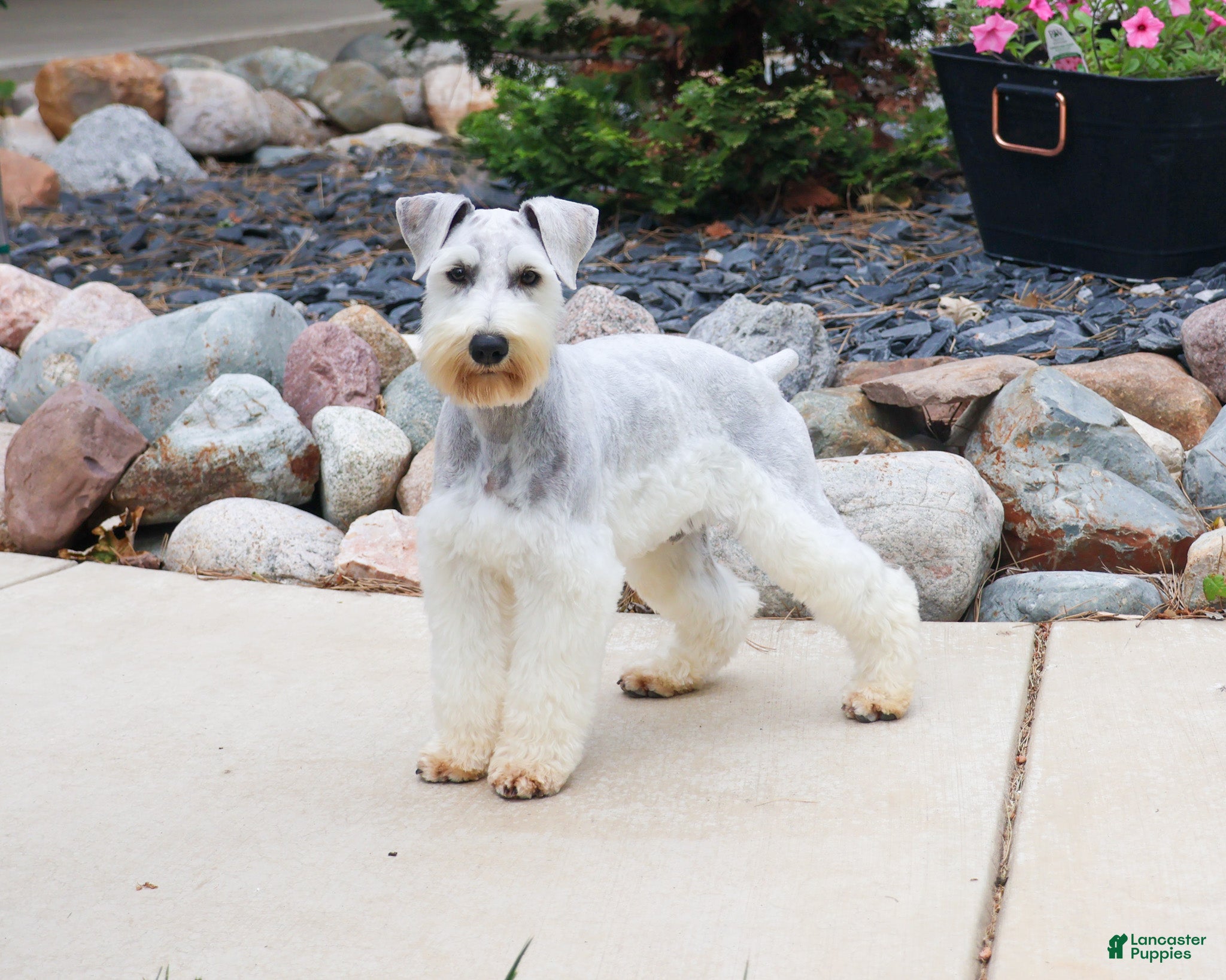 Miniature Schnauzer dogs Alex  - Ad 1