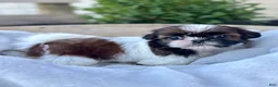 Shih Tzu dogs for sale: AKC Letti - Ad 6