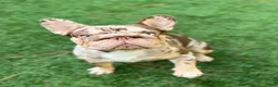 French Bulldog dogs for sale: Hank - Ad 7