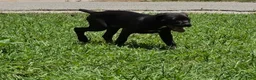 Cane Corso dogs for sale: Crowley AKC yellow/orange collar - Ad 14