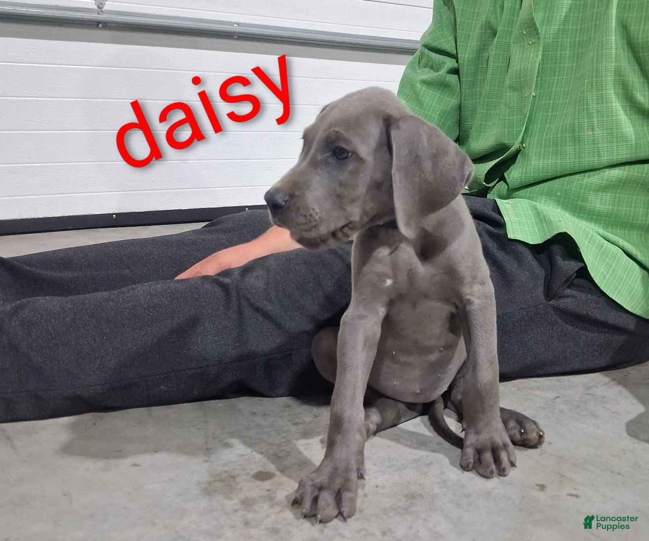 Great Dane dogs Daisy - Ad 2