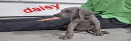 Great Dane dogs for sale: Daisy - Ad 2