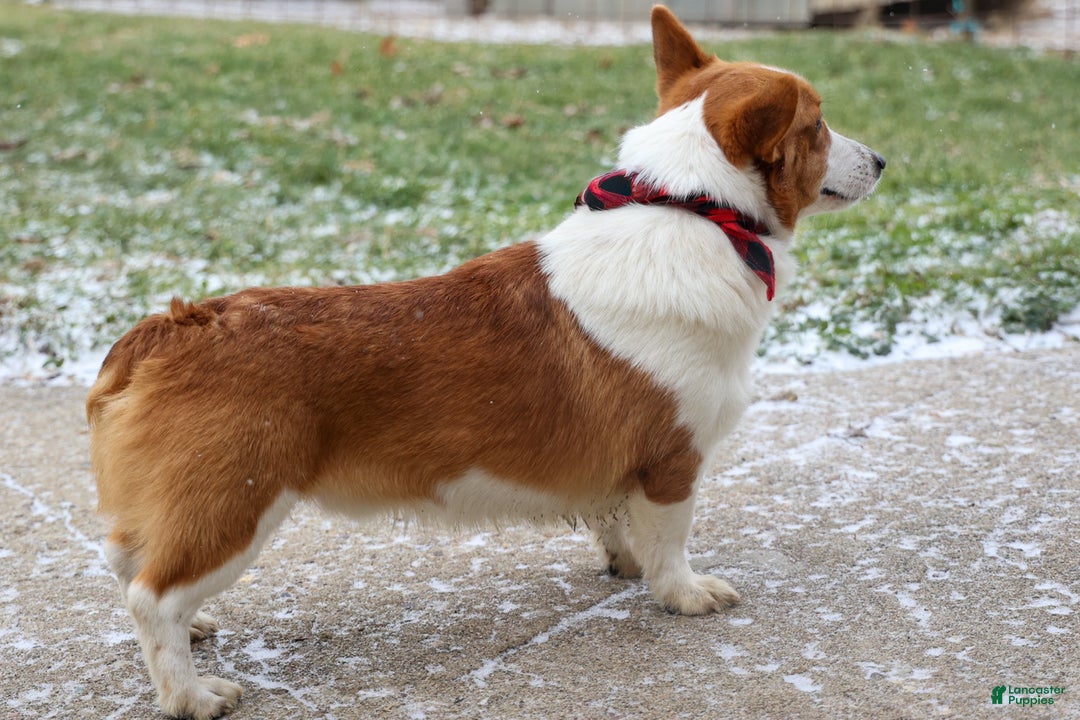 Welsh Corgi Pembroke dogs for sale: Izzy - Ad 22