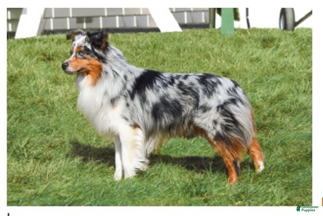 Miniature Australian Shepherd dogs for sale: Elsa - Ad 7
