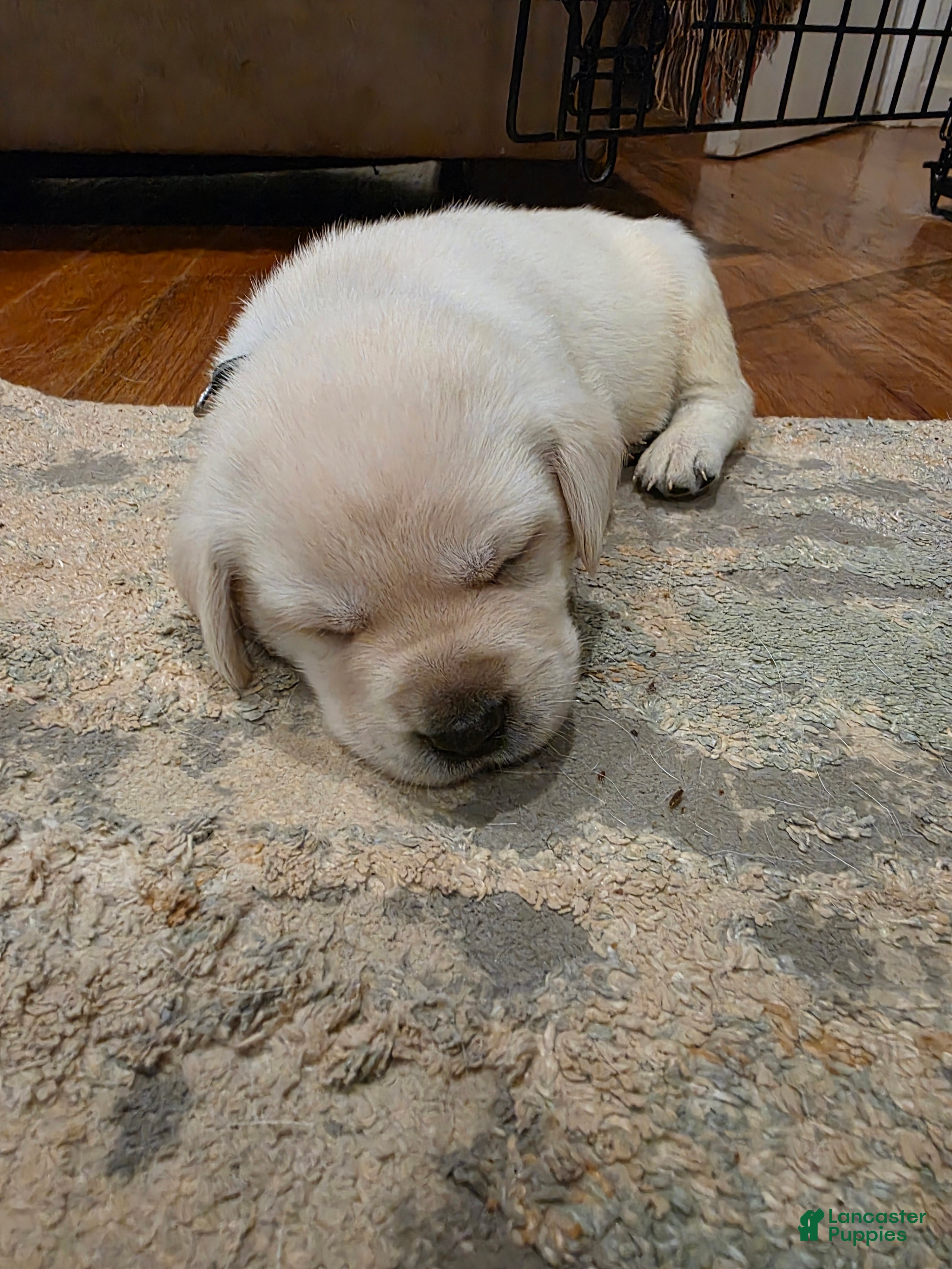 Labrador Retriever dogs Labrador Retriever 6 - Ad 9