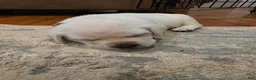 Labrador Retriever dogs for sale: Labrador Retriever 6 - Ad 1