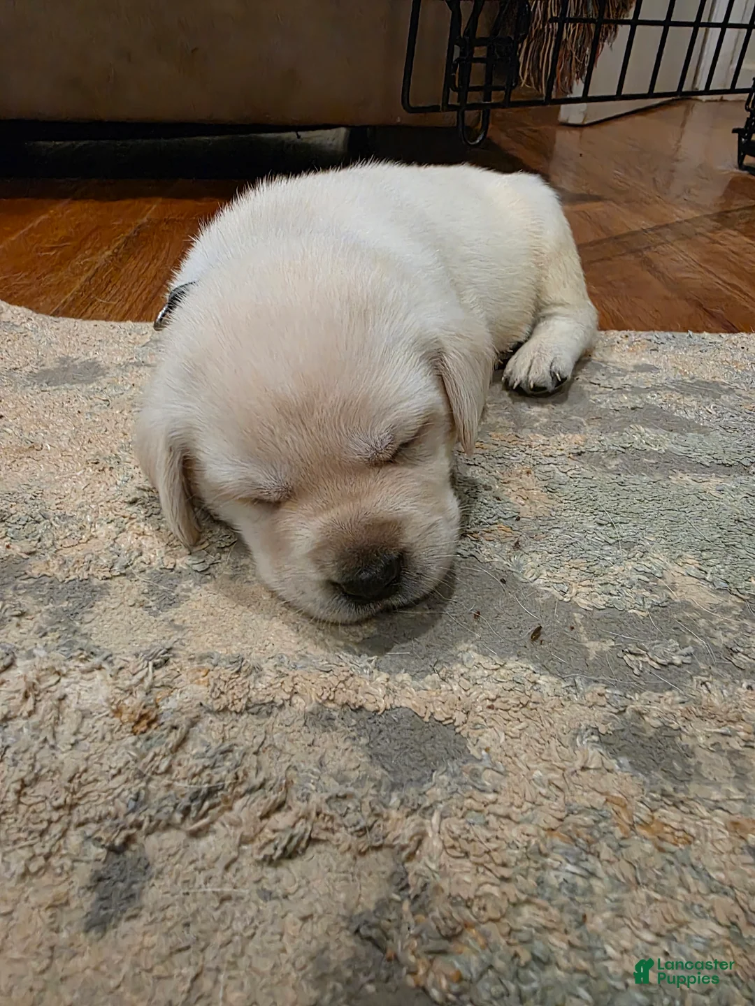 Labrador Retriever dogs for sale: Labrador Retriever 6 - Ad 1